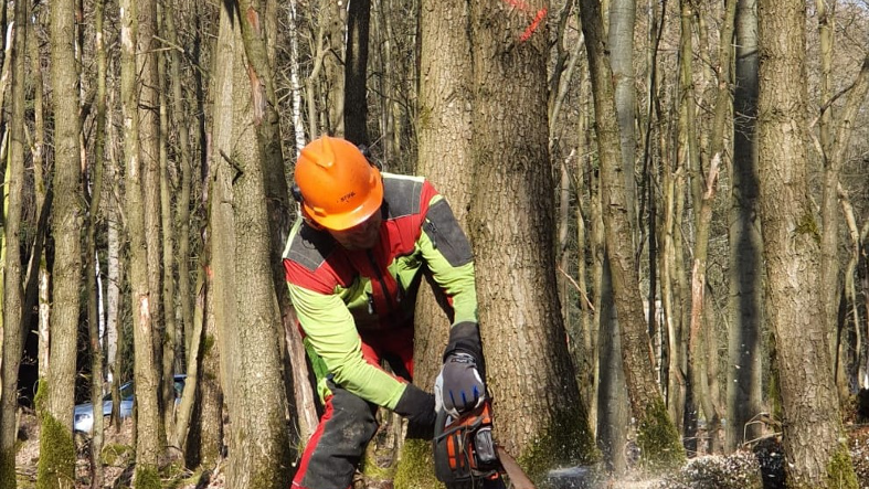 Auf dem Bild ist zu sehen wie ein Waldarbeiter in persönlicher Schutzausrüstung und Helm gerade mit der Motorsäge den Fällschnitt am Baum durchführt.